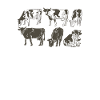Kuh