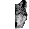 Half a wolf