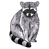 Waschbär