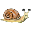 Snail snail mollusk gastropod shell