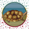 Tortoise