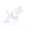 Pudel Hunderasse