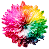 Chrysanthemum Rainbow