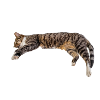 Nope chat