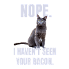 Funny cat
