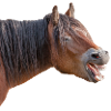 Laughter