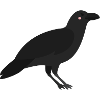 crow