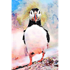 Puffin