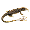 Lizard t-shirt