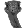 emu