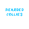 Bearded Collie