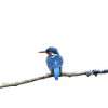 KINGFISHER BIRD