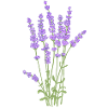 Bouquet of Provençal lavender.