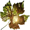 wald 24 im blatt