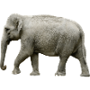 The elephant has thick skin