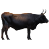 The aurochs is extinct