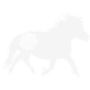Shetty pony