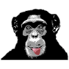 Chimpanzee - monkey