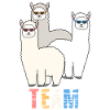 Équipage Alpaca Llama Team