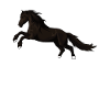 WILDPFERD Pferd