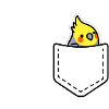 Cockatiel dans ma poche