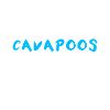 Cavapoo Cavoodle