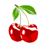 Cherry cherry fruit harvest