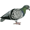 pigeon en peinture aquarelle