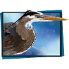 Blue heron