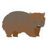 Brown hairy nosed wombat