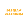 Belgian Malinois