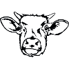 Calf's head