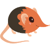 Elephant shrew