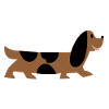 dachshund