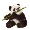 Paddy Panda