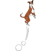 Boxer Dog Jumps