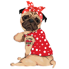 Polka Dot Pug Dog