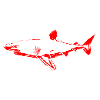 Shark Fish