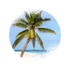 Maldives palm tree