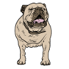 Bulldog