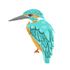 Eisvogel