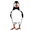 Puffin