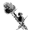 Distel_neu