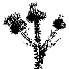 thistle