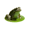Frosch