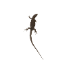 lizard