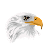 Tête d'aigle à tête blanche avec bec comme dessin
