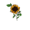 Sunflower sunflower sunflower seeds