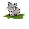 Hippopotame