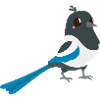 magpie